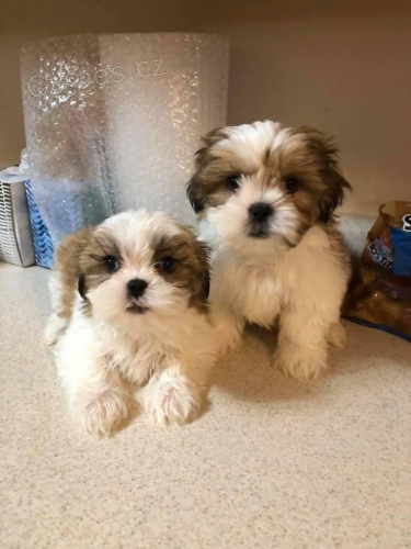 Hrav� Shih Tzu �t��ata.
