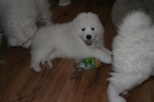 Prod�m dob�e vycvi�en� �t��ata japonsk�ho �pice