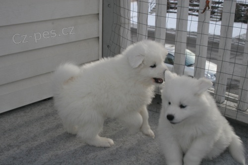 Prod�m dob�e vycvi�en� �t��ata japonsk�ho �pice