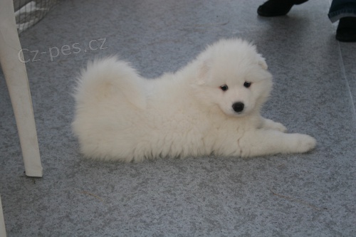 �t��ata samojeda na prodej