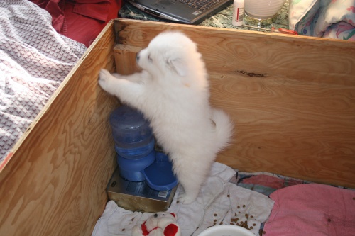 �t��ata samojeda na prodej