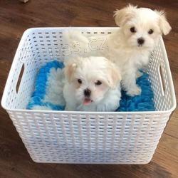 Malt�zsk� �t��ata.