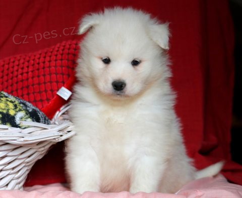 Prod�m �t��ata samojeda