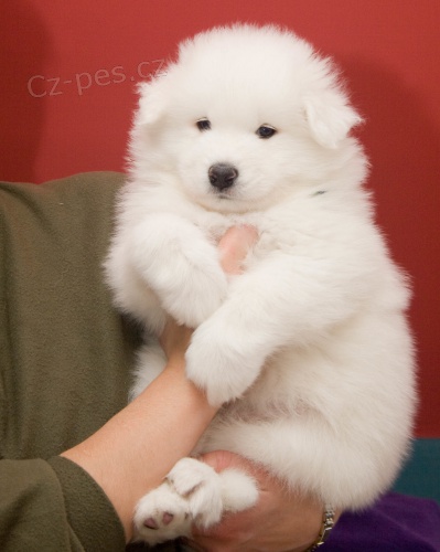 Prod�m �t��ata samojeda