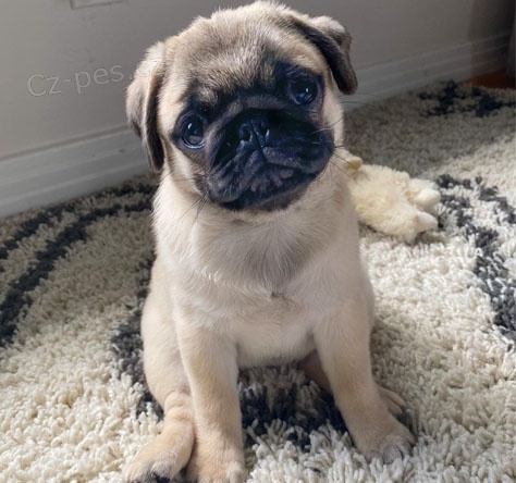 Mal� malt�zsk� �t���tka na prodej