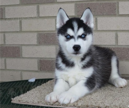 Prod�m modrook� �t��ata sibi�sk�ho huskyho