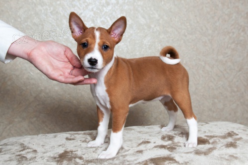 Velmi zdrav� �t��ata Basenji k adopci