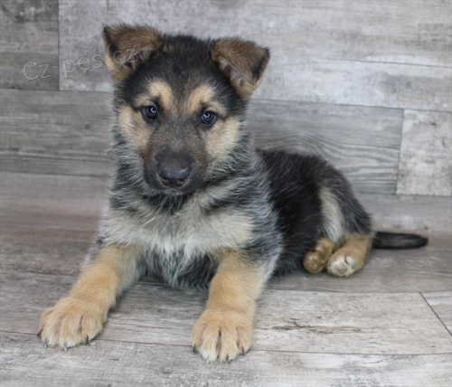 Prod�m �t��ata n�meck�ho ov��ka