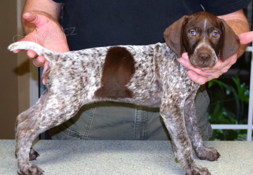 Prod�m �t��ata n�meck�ho ov��ka