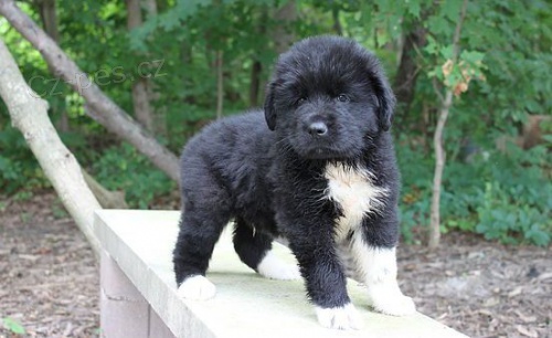 �t��ata belgick�ho malinoise k adopci