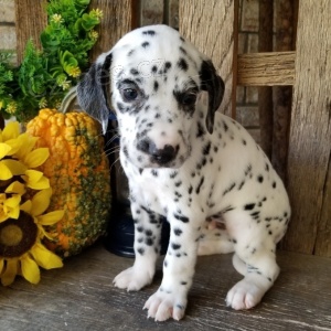 �t��ata bi�onka k adopci