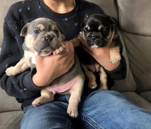 �t��ata francouzsk�ho buldo�ka k dispozici.