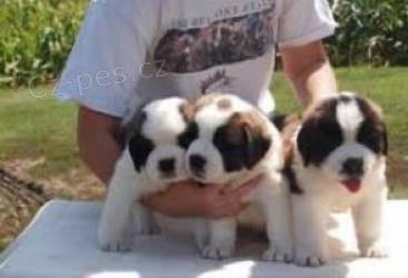 Rozko�n� �t��ata svat�ho Bernarda.