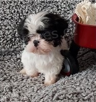 Kr�sn� shih Tzu �t���tka.