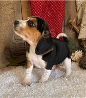 Ohromuj�c� �t��ata Beagle.