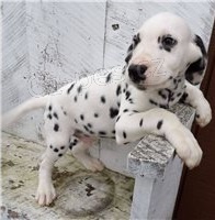 Kr�sn� dalmatsk� �t��ata.