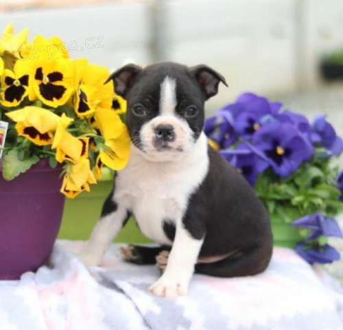 Chytr� �t��ata Bostonsk�ho teri�ra.