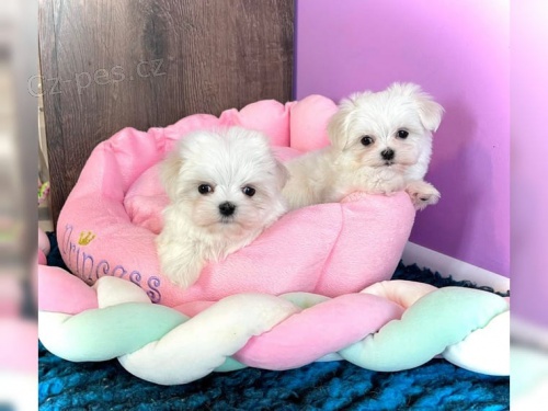 Malt�zsk� ps�k bez PP