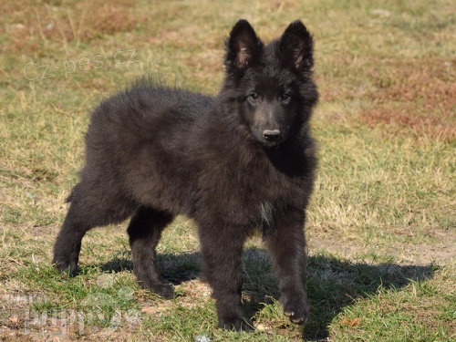 Prod�m �t��ata belgick�ho ov��ka.