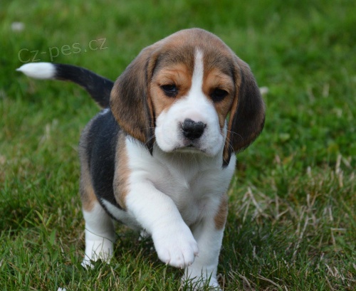 Prod�m �t��ata americk�ho foxhounda.