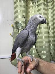 Prod�m africk� papou�ky �ed�