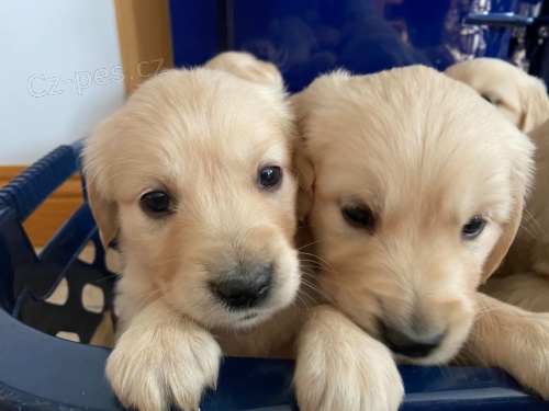 Labradorsk� retriever bez PP