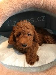 N�dhern� �t���tka pudl�.