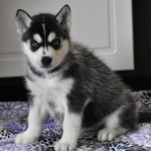 Ohromuj�c� �t��ata sibi�sk�ho huskyho.