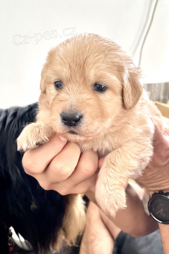 dva �t�n�c� kluci hovawarti v nab�dce