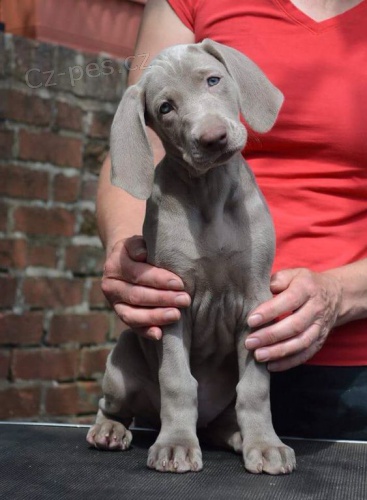 zdrav�ch o�kovan�ch v�marsk�ch oha�� �t��ata k adopci