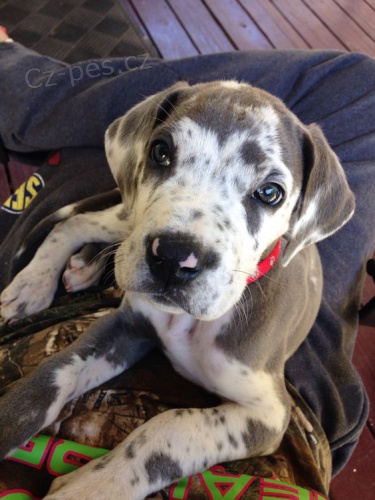 Zdrav� o�kovan� �t��ata n�meck� dogy k adopci.