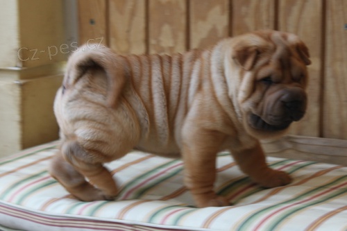 Kr�sn� o�kovan� �t��ata Shar-pei k adopci.