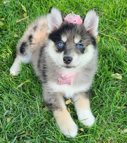 Kr�sn� a zdrav� �t��ata Pomskies na prodej (k��enec sibi�sk� a pomeranian)