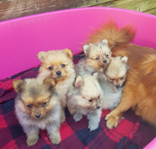 pomeranian kr�sn� �t��ata k adopci Jsou o�kovan� a od�erven�.