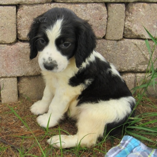 Zdrav� anglick� �pringr�pan�l k ADOPCI