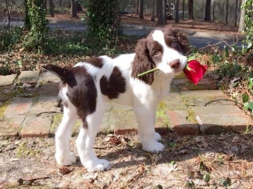 Anglick� �pringr�pan�l k ADOPCI