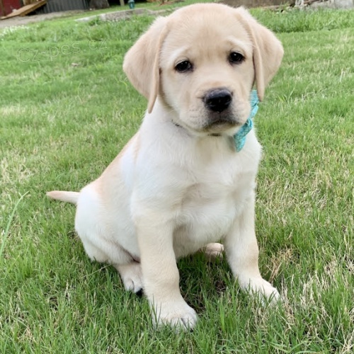 Zdrav� a kr�sn� �t���tka pejska a fenky labradorsk�ho retr�vra k adopci.