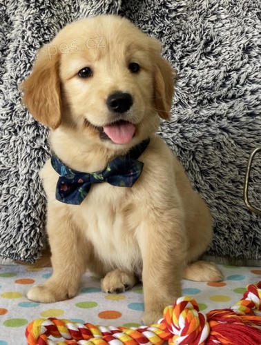 O�KOVAN� �t��ata zlat�ho retr�vra k adopci