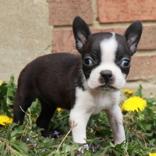 �t��ata bostonsk�ho teri�ra k adopci