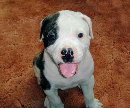 �t��ata americk�ho buldoka k adopci