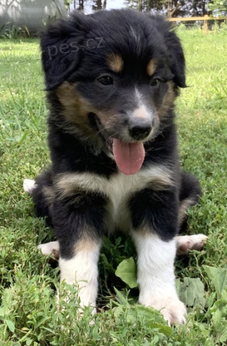 �t��ata border kolie k adopci