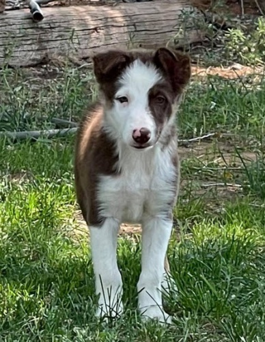 o�kovan� a od�erven� �t��ata border kolie k adopci