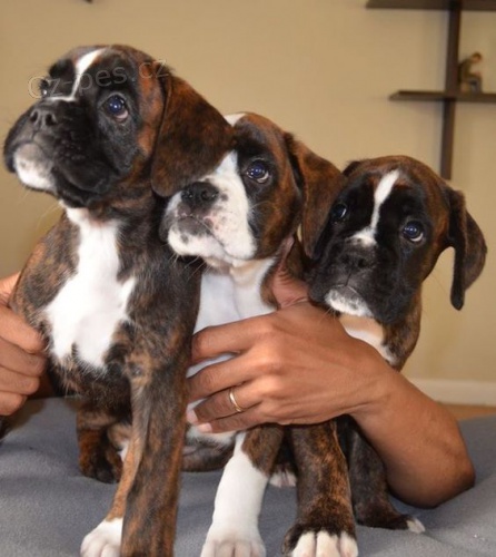 o�kovan� �t��ata boxera k adopci