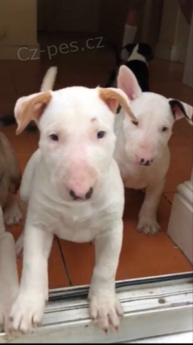 o�kovan� �t��ata feny a psa anglick�ho bulteri�ra k adopci