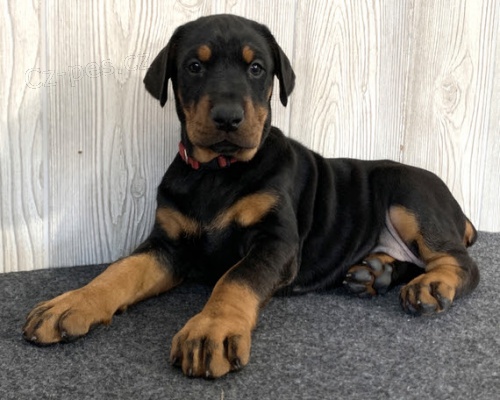 �t��ata dobrmana k adopci