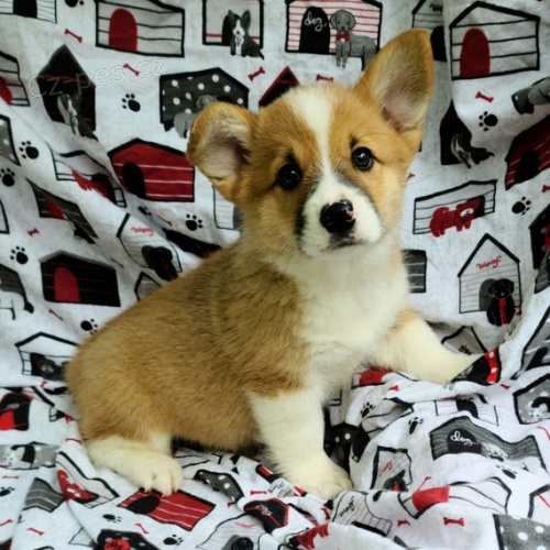 o�kovan� �t��ata Pembroke Welsh Corgi k adopci