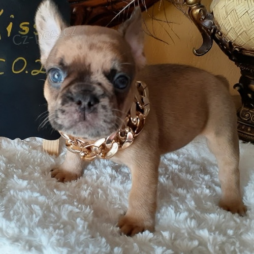 �t��ata francouzsk�ho buldo�ka k adopci