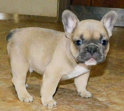 �t��ata francouzsk�ho buldo�ka k adopci