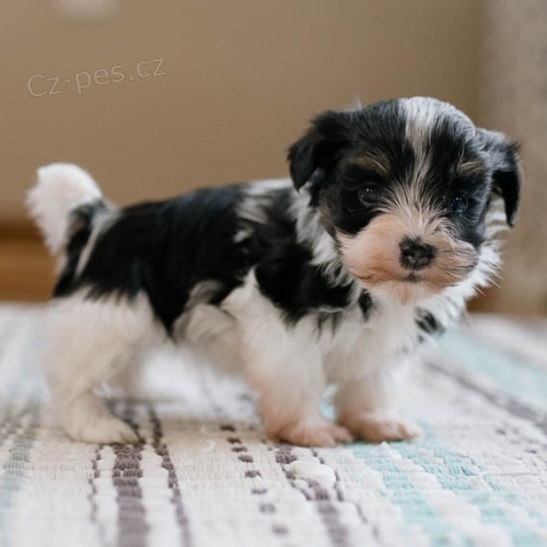 rozko�n� a zdrav� �t���tka havanese k adopci