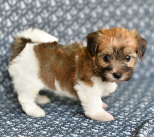 rozko�n� a zdrav� �t���tka havanese k adopci
